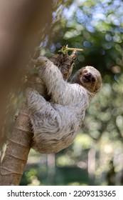 Costa Rican Sloth Hanging Relaxed From A Tree Branch While Playing, Eating, Yawning And Trying To Catch The Camera With Its Claws