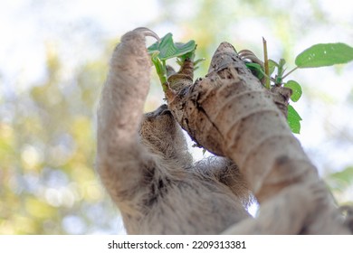 Costa Rican Sloth Hanging Relaxed From A Tree Branch While Playing, Eating, Yawning And Trying To Catch The Camera With Its Claws