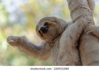 Costa Rican Sloth Hanging Relaxed From A Tree Branch While Playing, Eating, Yawning And Trying To Catch The Camera With Its Claws