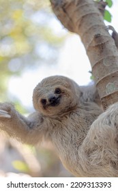 Costa Rican Sloth Hanging Relaxed From A Tree Branch While Playing, Eating, Yawning And Trying To Catch The Camera With Its Claws