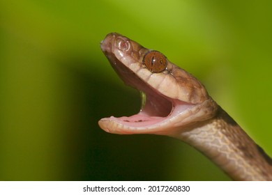 1,502 Costa Rican Wildlife Images, Stock Photos & Vectors | Shutterstock