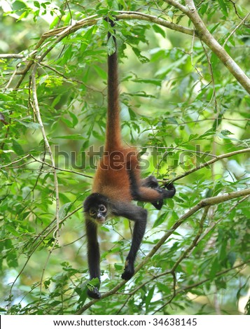 costa rican spider monkey male juvenile hanging from tree by tail, corcovado national park, costa rica, central america, mono aranya exotic primate in lush vibrant jungle rainforest