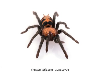 Costa Rican Tiger Rump Tarantula Isolated On White