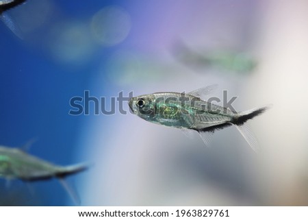 Costae Tetra (Moenkhausia costae) in aquarium