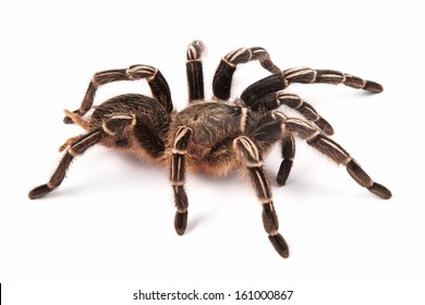 25 Costa rican zebra tarantula Images, Stock Photos & Vectors ...