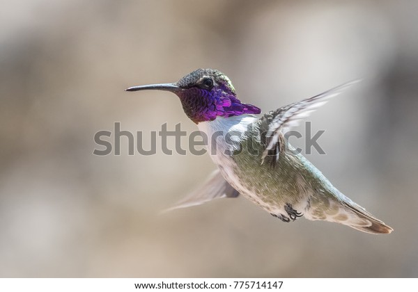 Costa\'s\
Hummingbird male flying with gray\
background