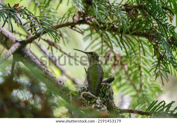 Costa\'s hummingbird resting in the nest, it is small\
hummingbird of desert habitats in southwestern U.S., western\
Mexico, and Baja. 
