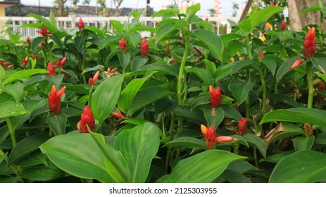 12 Costus spectabilis Images, Stock Photos & Vectors | Shutterstock