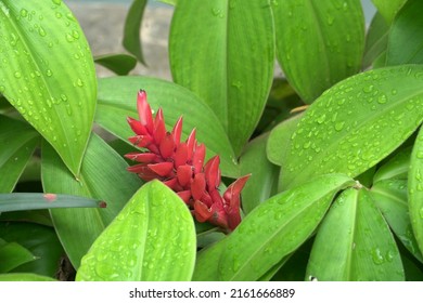 12 Costus spectabilis Images, Stock Photos & Vectors | Shutterstock