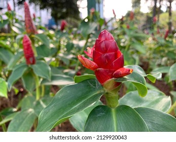 3,255 Costus Plants Images, Stock Photos & Vectors | Shutterstock