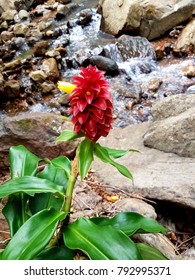 Costus Spicatus, Alpinia Spicata
Family: Costaceae 
Spiked Spiralflag, Red Button Ginger At Rock Waterfall, Byron Bay Hinterland, Australia