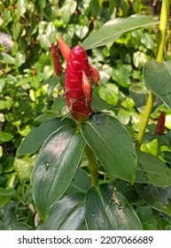 Costus Woodsonii Red Button Ginger Red Stock Photo 2207066689 ...