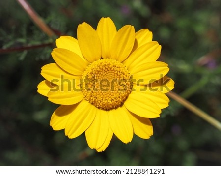 Cota tinctoria or golden marguerite flower, close up. Oxeye chamomile is perennial flowering plant in the Asteraceae family. Bright yellow, daisy-like composite blossom and deep green feathery foliage