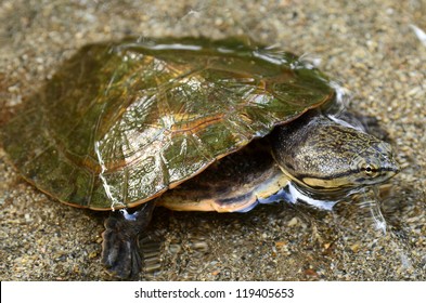 Cotinga River Toadhead Turtle Phrynops Tuberosus Stock Photo 119405653 