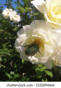Cotinis Mutabilis Beetle on a White Rose in a Rose Garden on a Summer Day, Figater Beetle, Fig Beetle