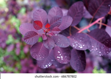 Cotinus Coggygria 