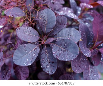 Cotinus Coggygria 