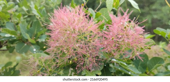 Cotinus Coggygria, Syn. Rhus Cotinus, The European Smoketree, Eurasian Smoketree, Smoke Tree, Smoke Bush, Venetian Sumach, Or Dyer's Sumach, Species Of Flowering Plant In The Family Anacardiaceae