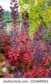 Cotinus Coggygria 