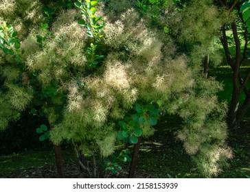 Cotinus, The Smoketree Or Smoke Bush, Is A Genus Of Seven Species Of Flowering Plants In The Family Anacardiaceae, Closely Related To The Sumacs.