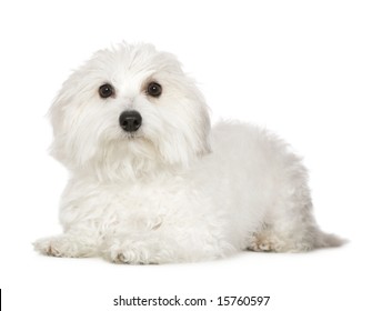 Coton de Tulear (1 year) in front of awhite background