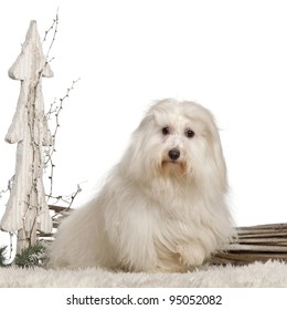 Coton de Tulear, 17 months old, in front of white background