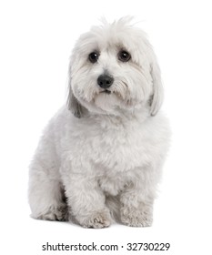 Coton de Tulear (2 years old) in front of a white background
