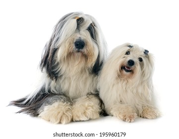 coton de tulear and bearded collie in front of white background