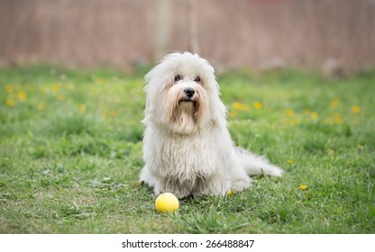 Coton De Tulear Puppy High Res Stock Images Shutterstock