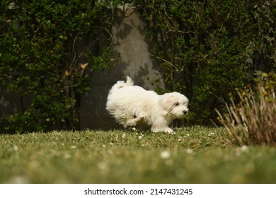 Coton De Tulear Dog In Nature