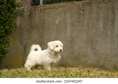 Coton De Tulear Dog In Nature