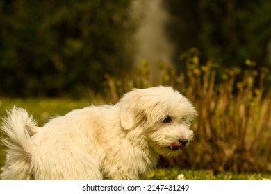 Coton De Tulear Dog In Nature