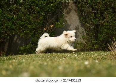 Coton De Tulear Dog In Nature