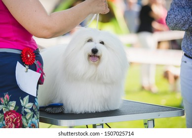 Coton De Tulear Dog On A Dog Show Table During A Dog Show