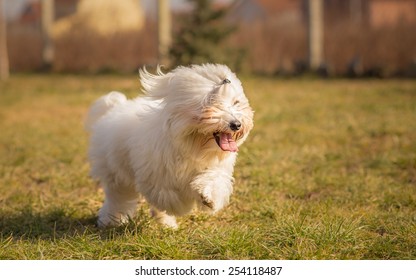 Coton de Tulear dog in run