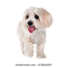 Coton de Tulear in front of white background
