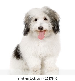 Coton de Tulear in front of white background