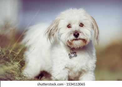 Coton De Tulear Puppy High Res Stock Images Shutterstock