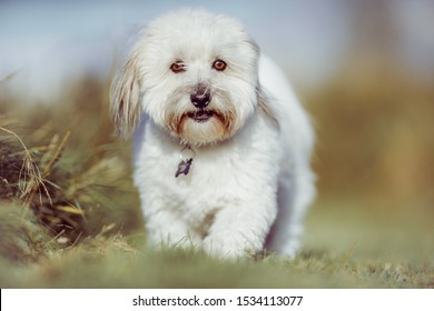 Coton De Tulear Images Stock Photos Vectors Shutterstock