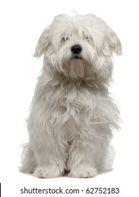 Coton de Tulear puppy, 5 months old, sitting in front of white background
