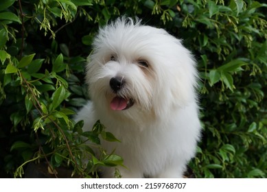 Coton De Tulear puppy sitting outdoor. White fluffy dog portrait with plants in the background.