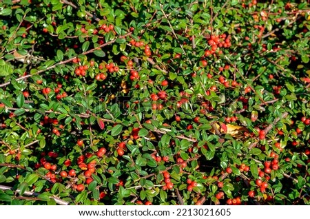Cotoneaster conspicuus bush with red berries. Tibetan cotoneaster.
