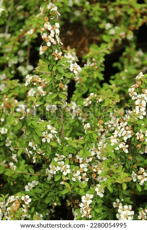 Cotoneaster conspicuus Decorus, cotoneaster, shrub