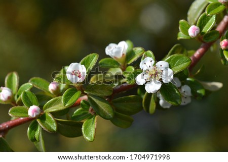 Cotoneaster Coral Beauty - Latin name - Cotoneaster x suecicus Coral Beauty