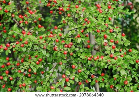 Cotoneaster Coral Beauty. Rounded evergreen shrub with small, glossy dark green leaves and small white flowers followed by orange-red berries