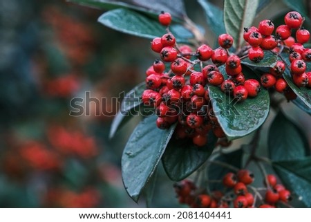 Cotoneaster coriaceus ornamental plant with red fruits and dark green foliage