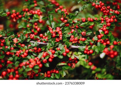 Cotoneaster dammeri background. Autumn plant background. Macro of red berries and little leaves. Close-up on berries of Cotoneaster dammeri in winter. Green leaves park bush.