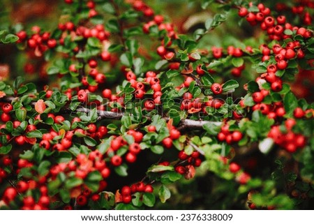 Cotoneaster dammeri background. Autumn plant background. Macro of red berries and little leaves. Close-up on berries of Cotoneaster dammeri in winter. Green leaves park bush.