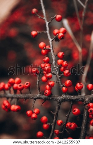 Cotoneaster dammeri background. Autumn plant background. Macro shot of red berries. Close-up on berries of Cotoneaster dammeri in winter.