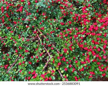 Cotoneaster dammeri texture view top